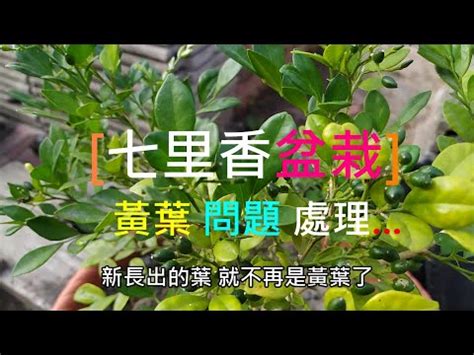 大葉七里香風水|七里香風水指南：擺放禁忌、風水作用與養護秘訣 